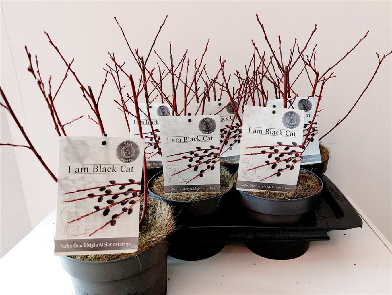 Salix gracilistyla 'Melanostachys' - C2 30-40 CM